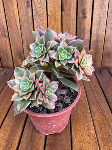 Aeonium Kiwi (exemplarul din foto)