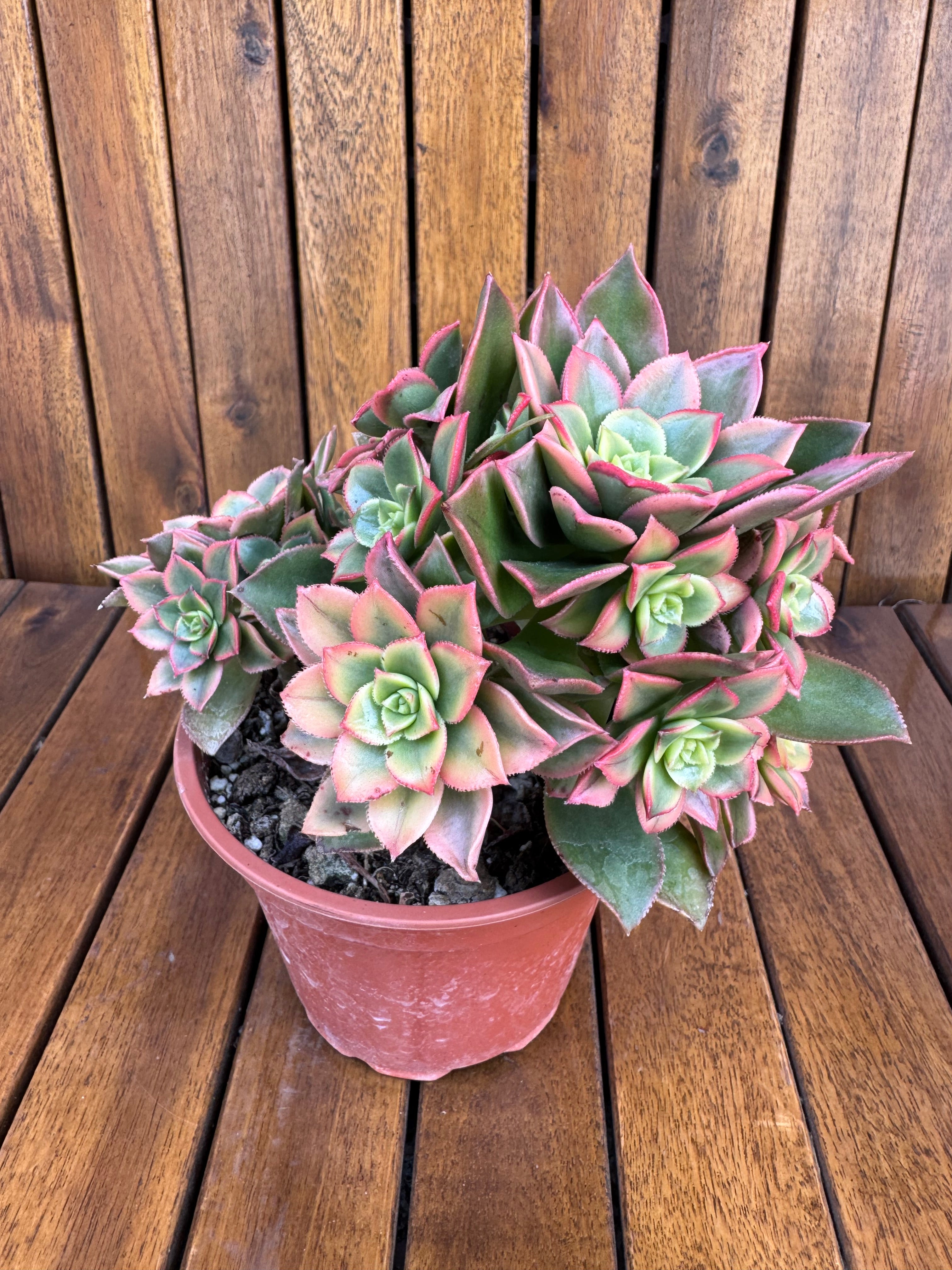 Aeonium Kiwi (exemplarul din foto)