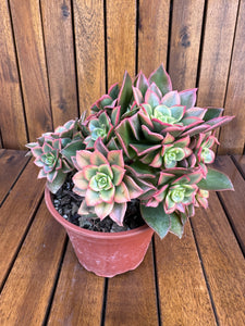 Aeonium Kiwi (exemplarul din foto)