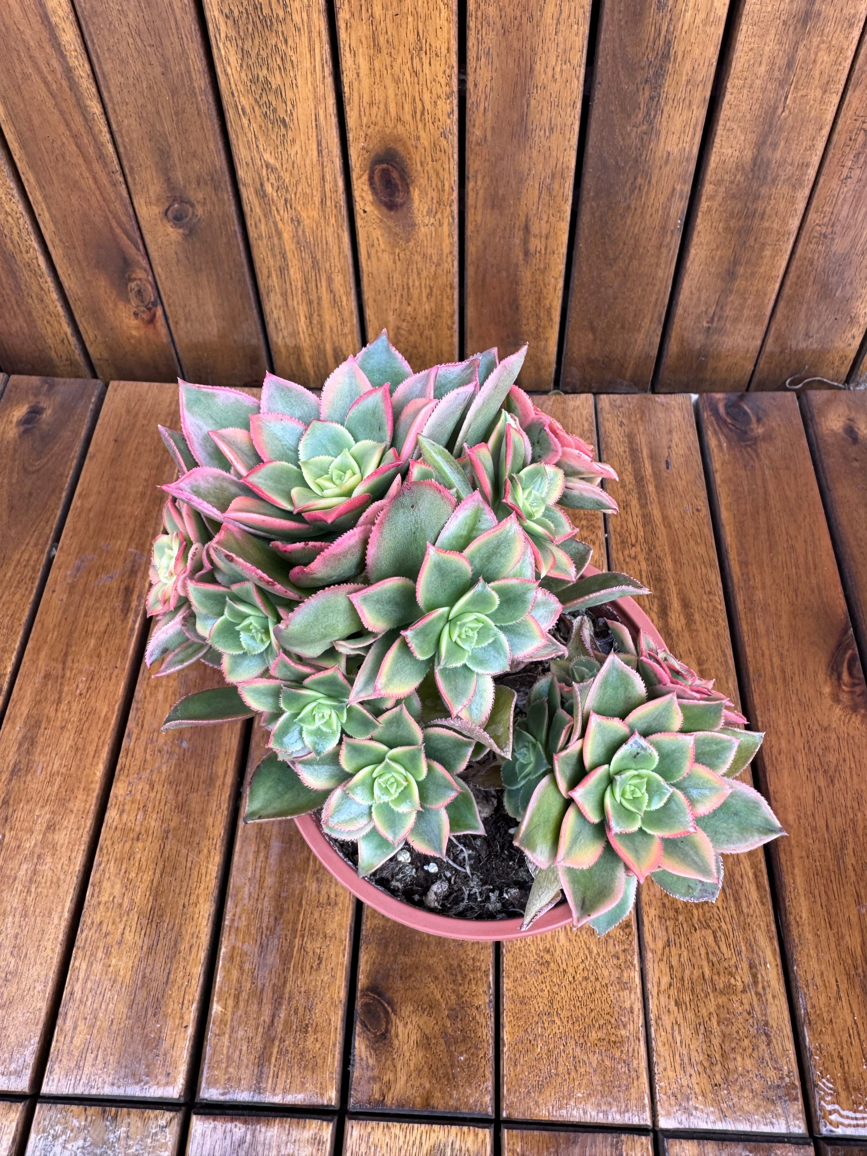 Aeonium Kiwi (exemplarul din foto)