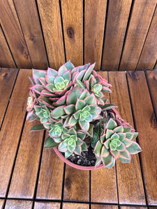 Aeonium Kiwi (exemplarul din foto)