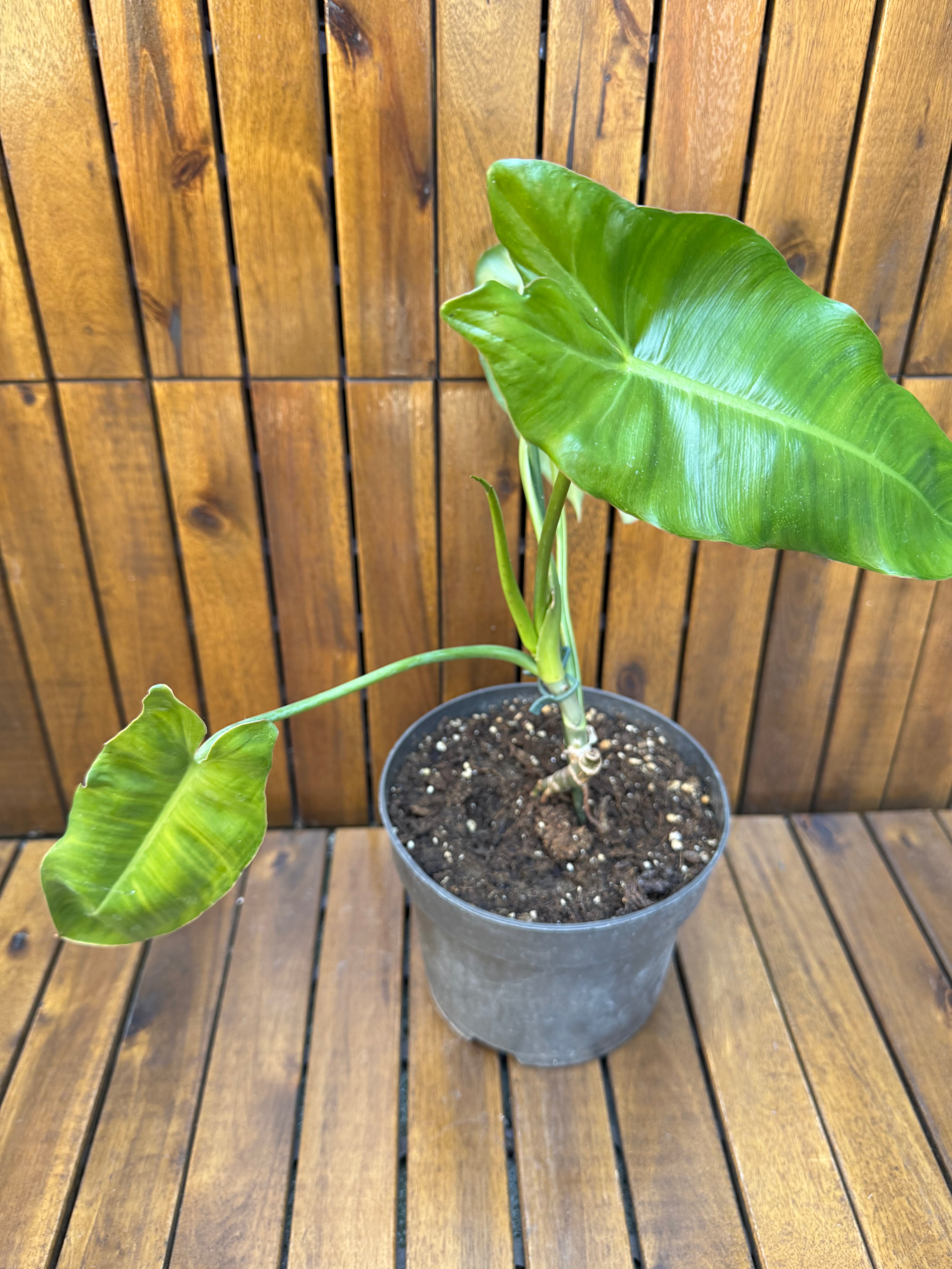 Philodendron Paraiso Verde reverted