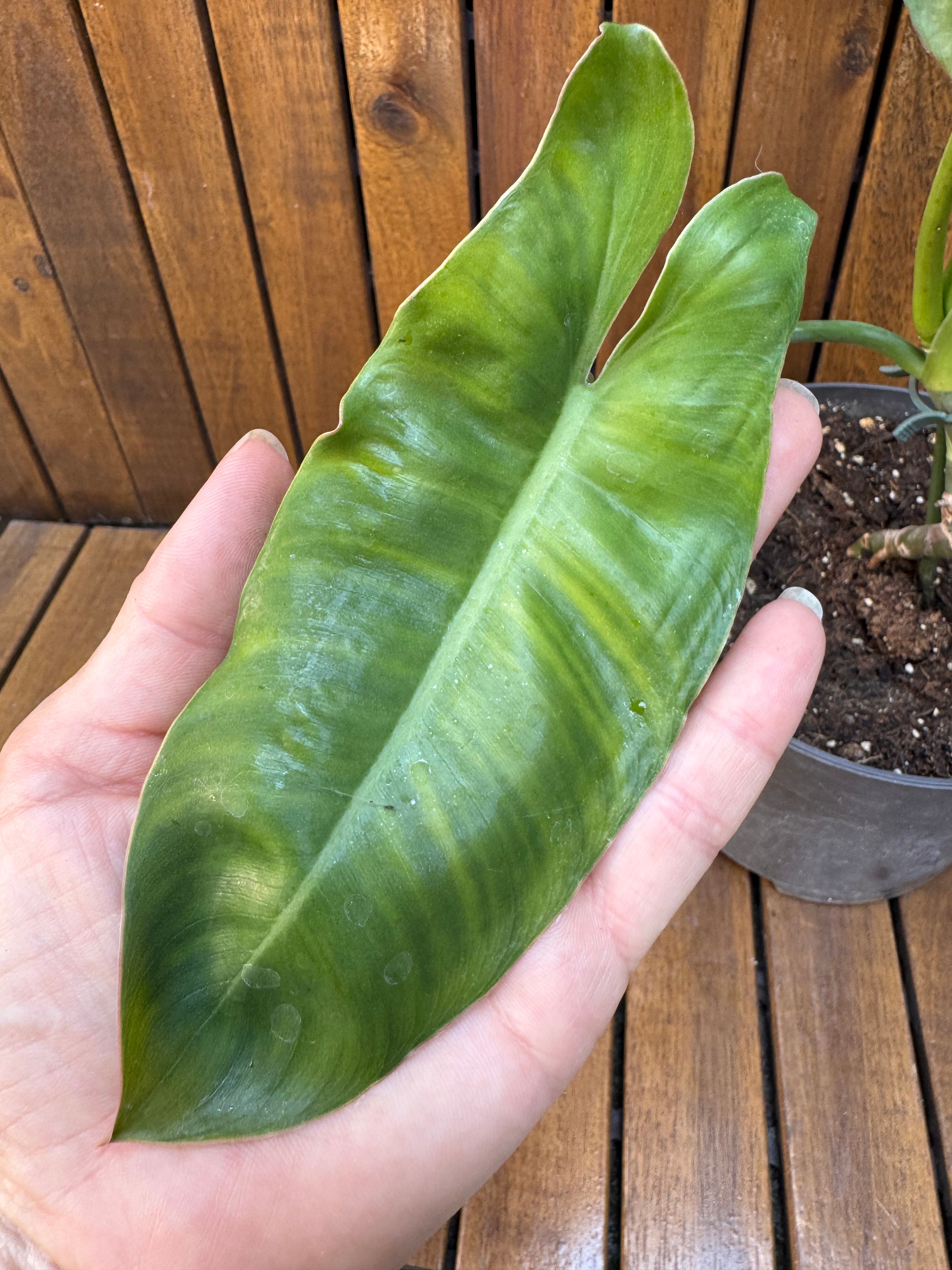 Philodendron Paraiso Verde reverted