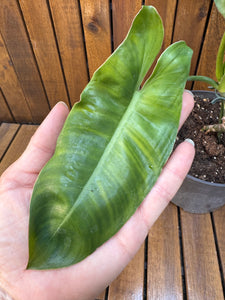 Philodendron Paraiso Verde reverted