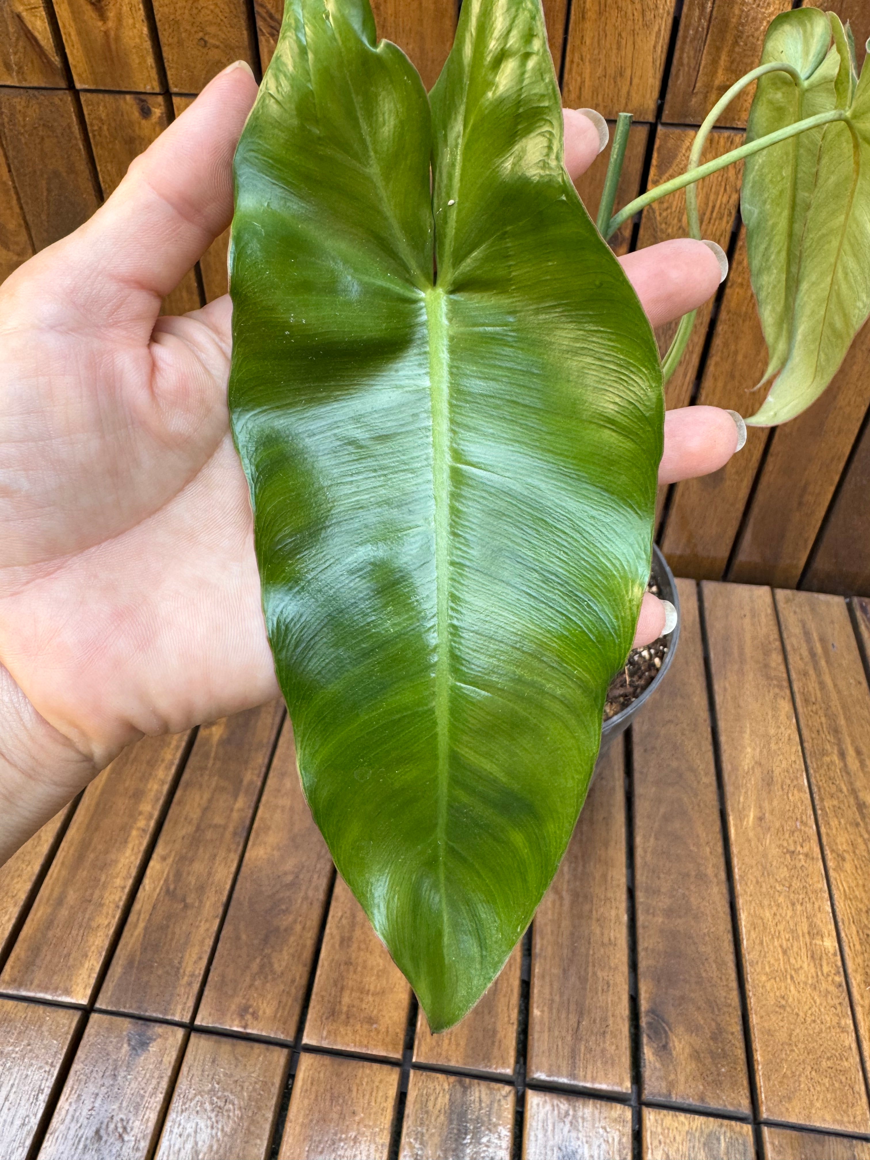 Philodendron Paraiso Verde reverted