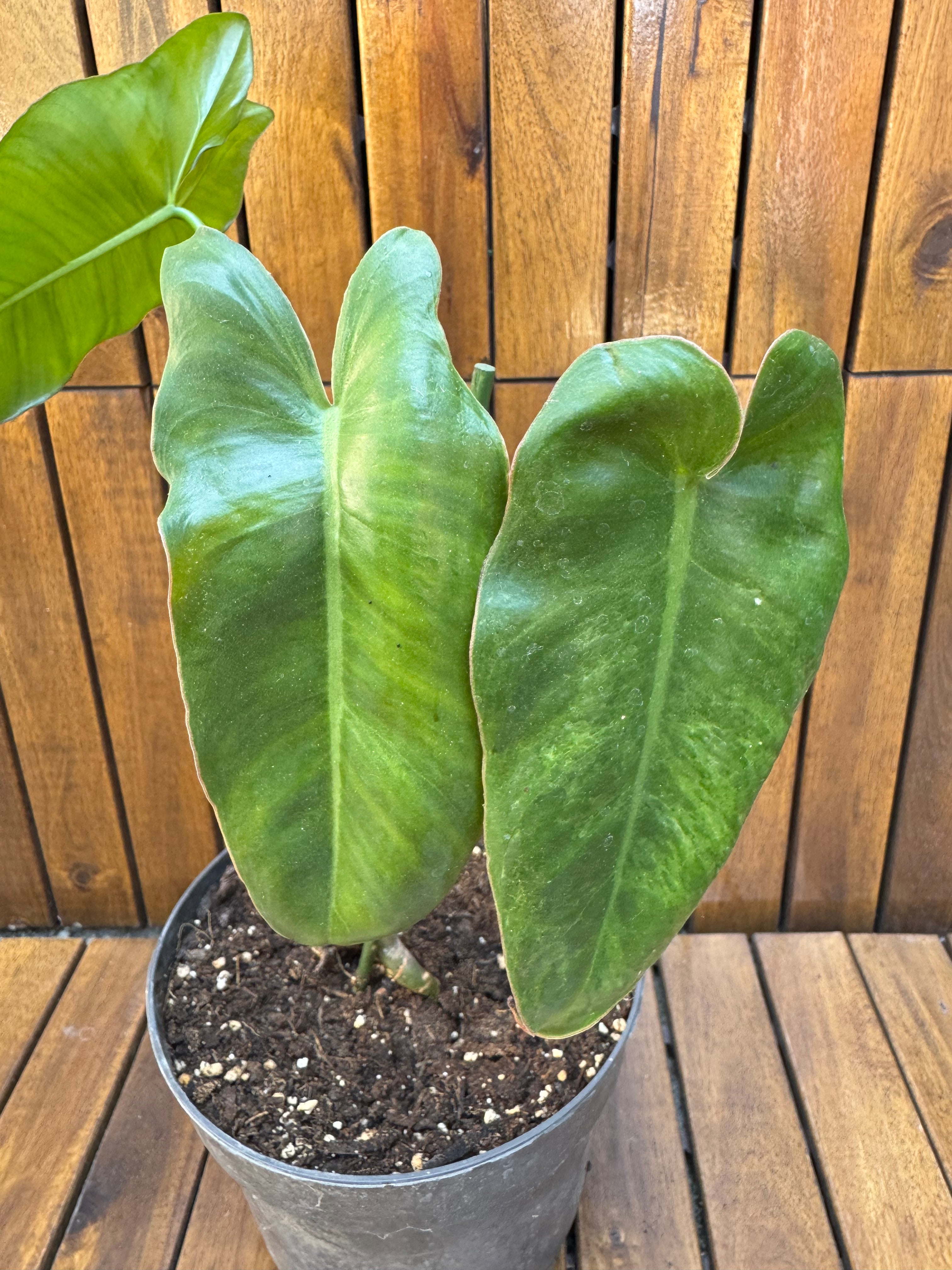 Philodendron Paraiso Verde reverted