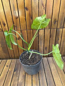 Philodendron Paraiso Verde reverted