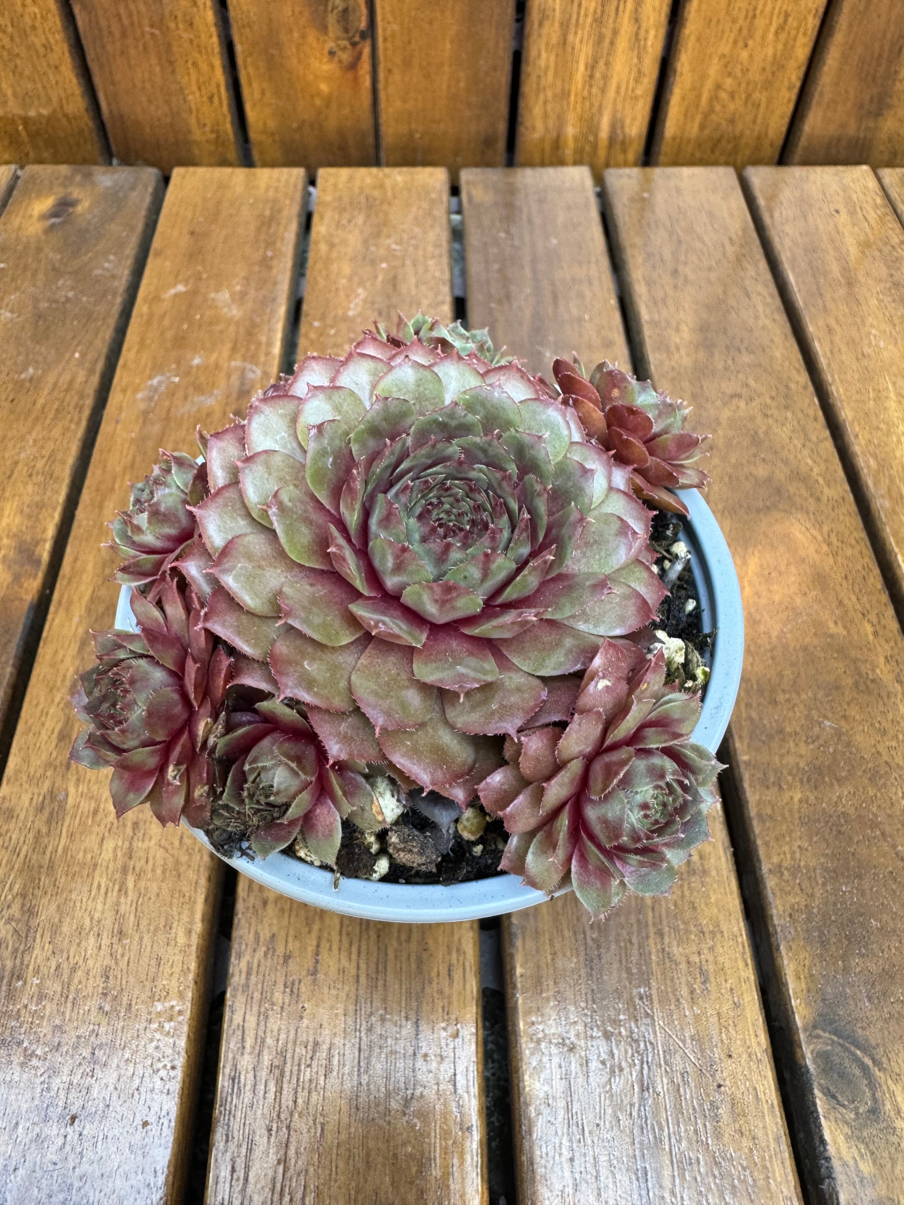 Sempervivum