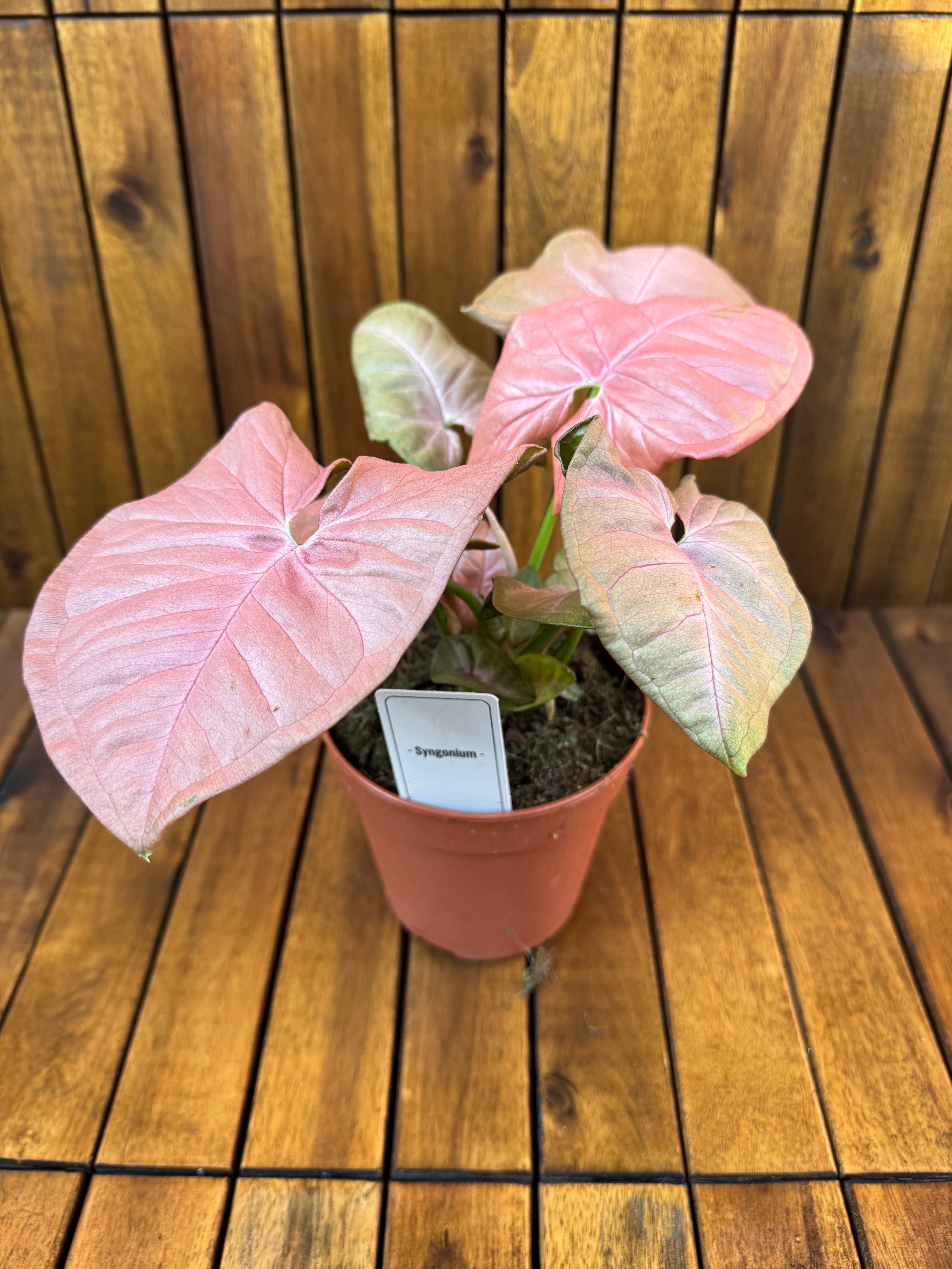 Syngonium Neon Robusta