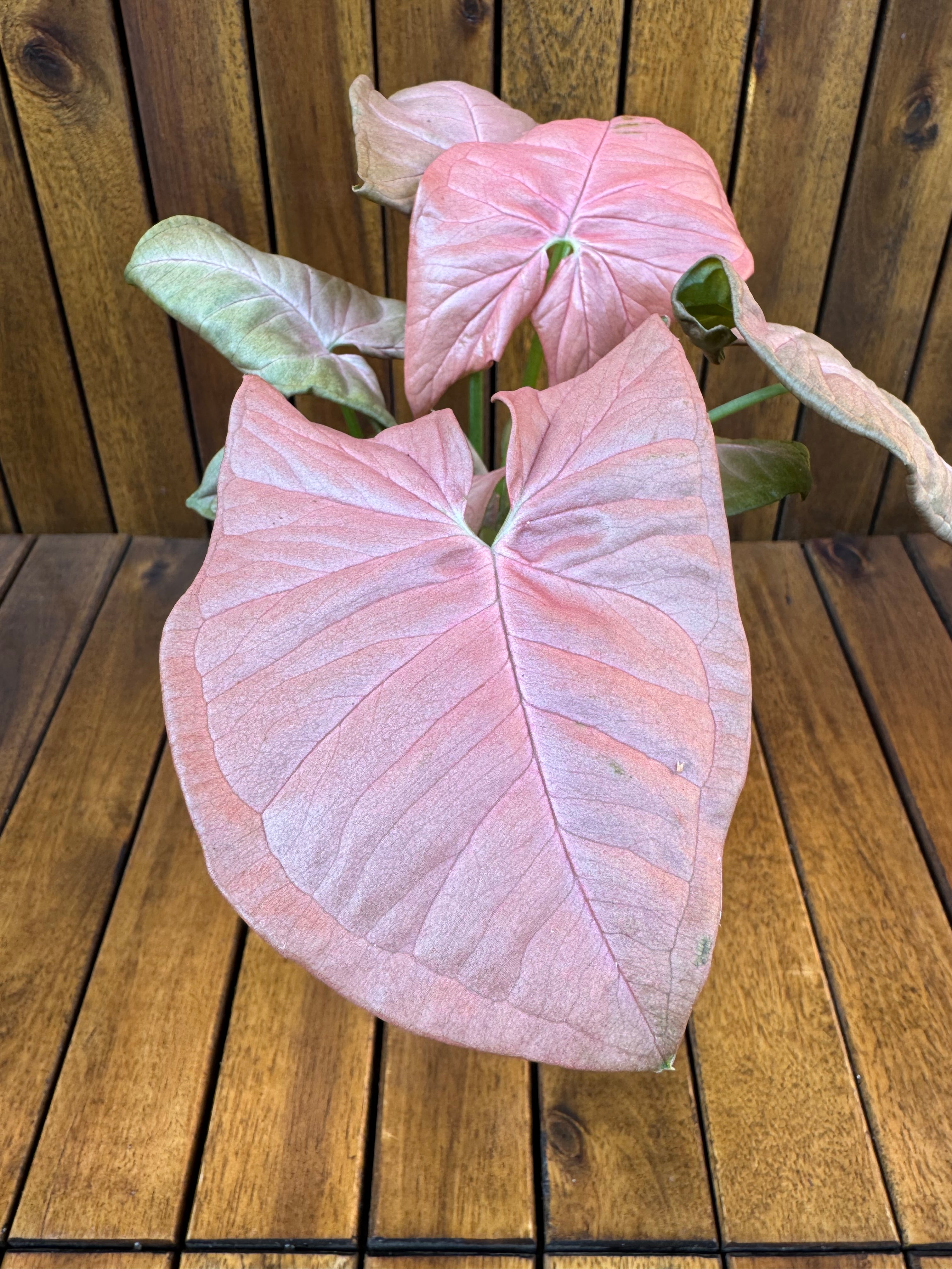 Syngonium Neon Robusta
