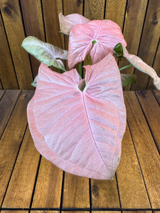 Syngonium Neon Robusta