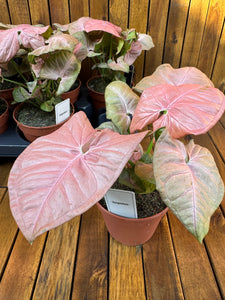 Syngonium Neon Robusta