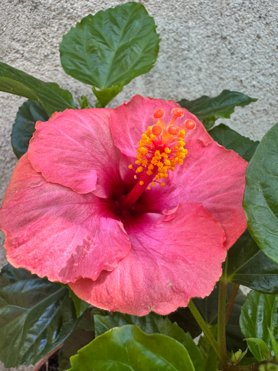 Hibiscus Grecia, roz – Terrarium Plante