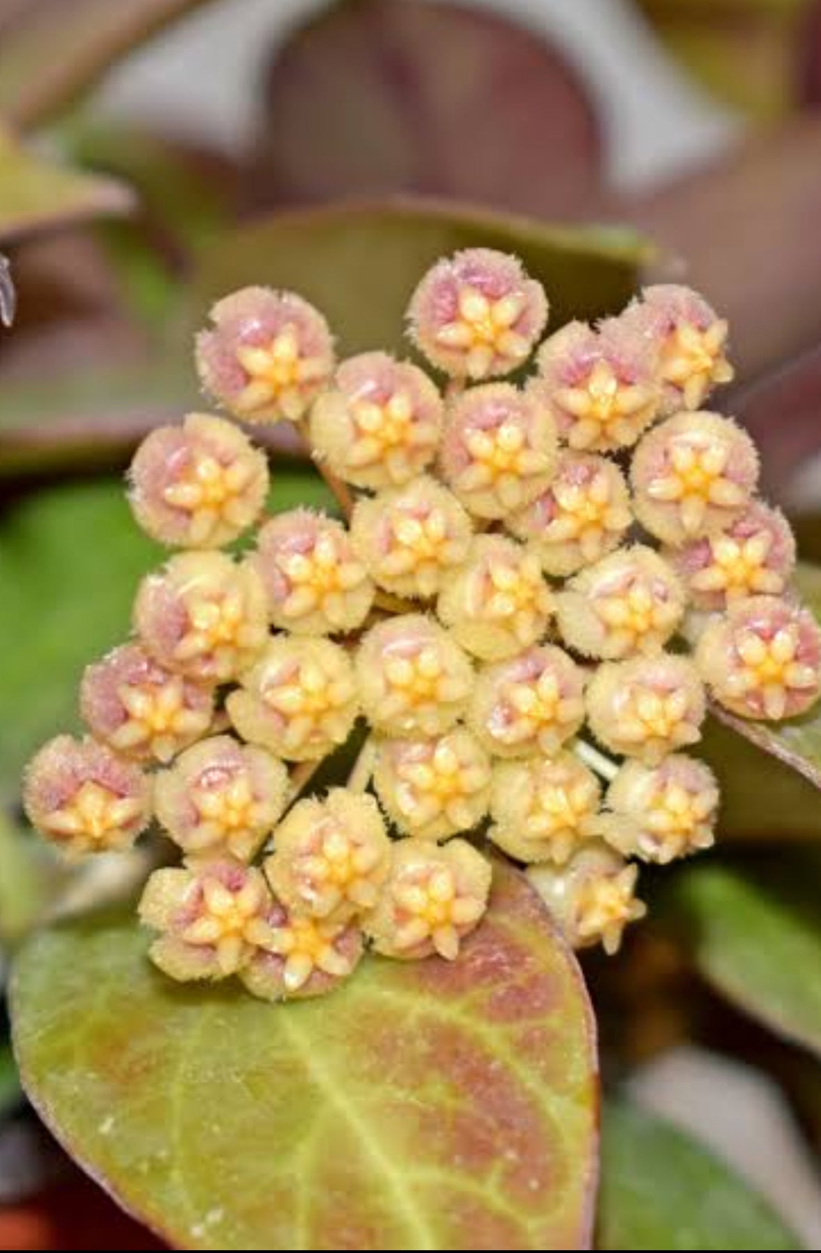 Hoya Sunrise