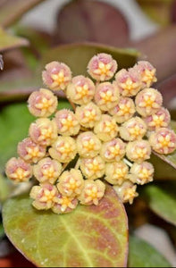 Hoya Sunrise