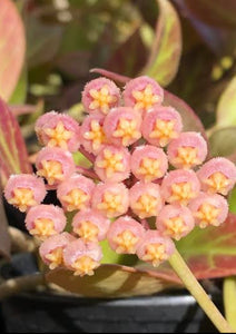 Hoya Sunrise