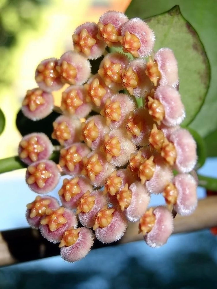 Hoya Sunrise