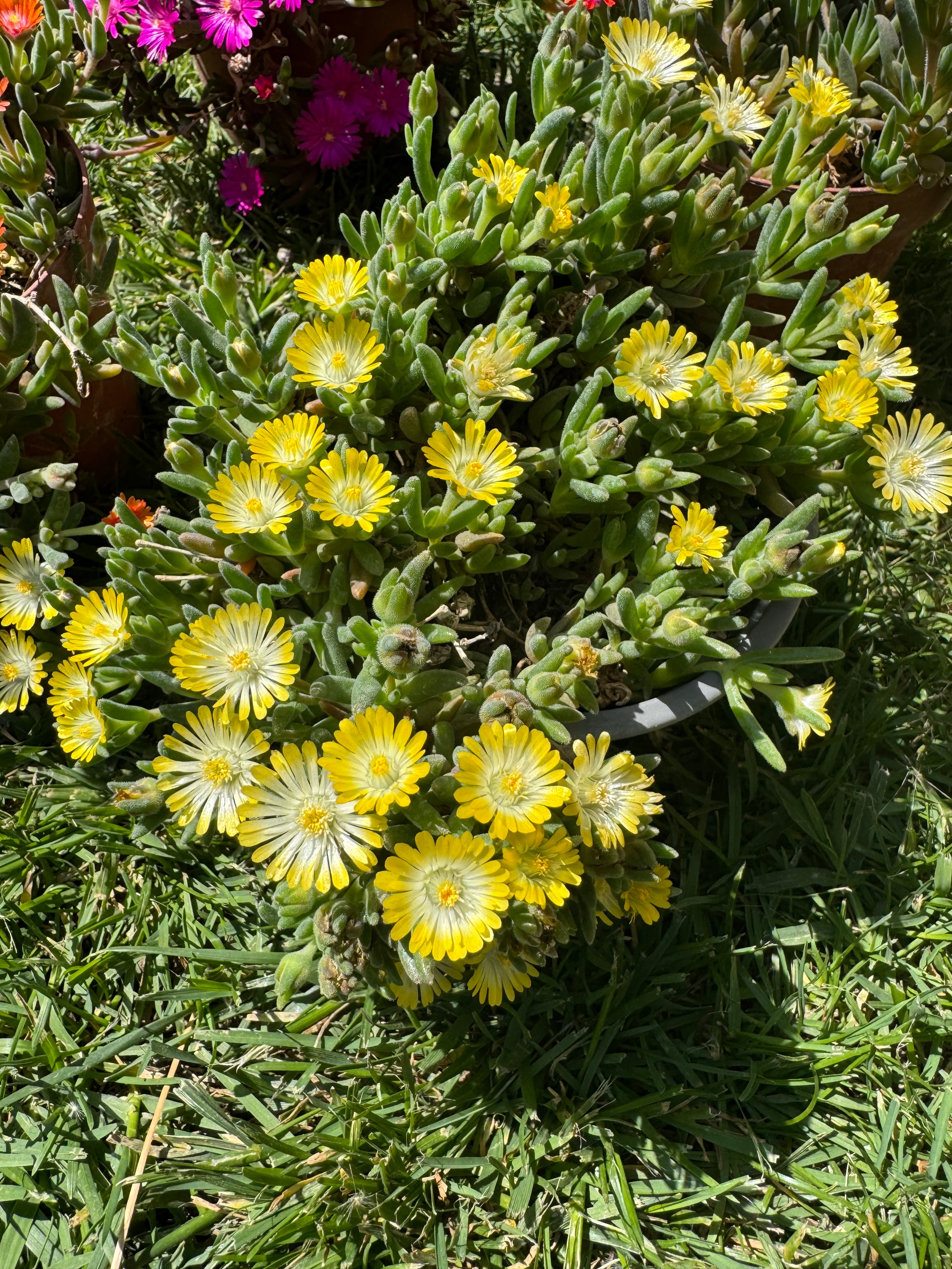 Delosperma galben