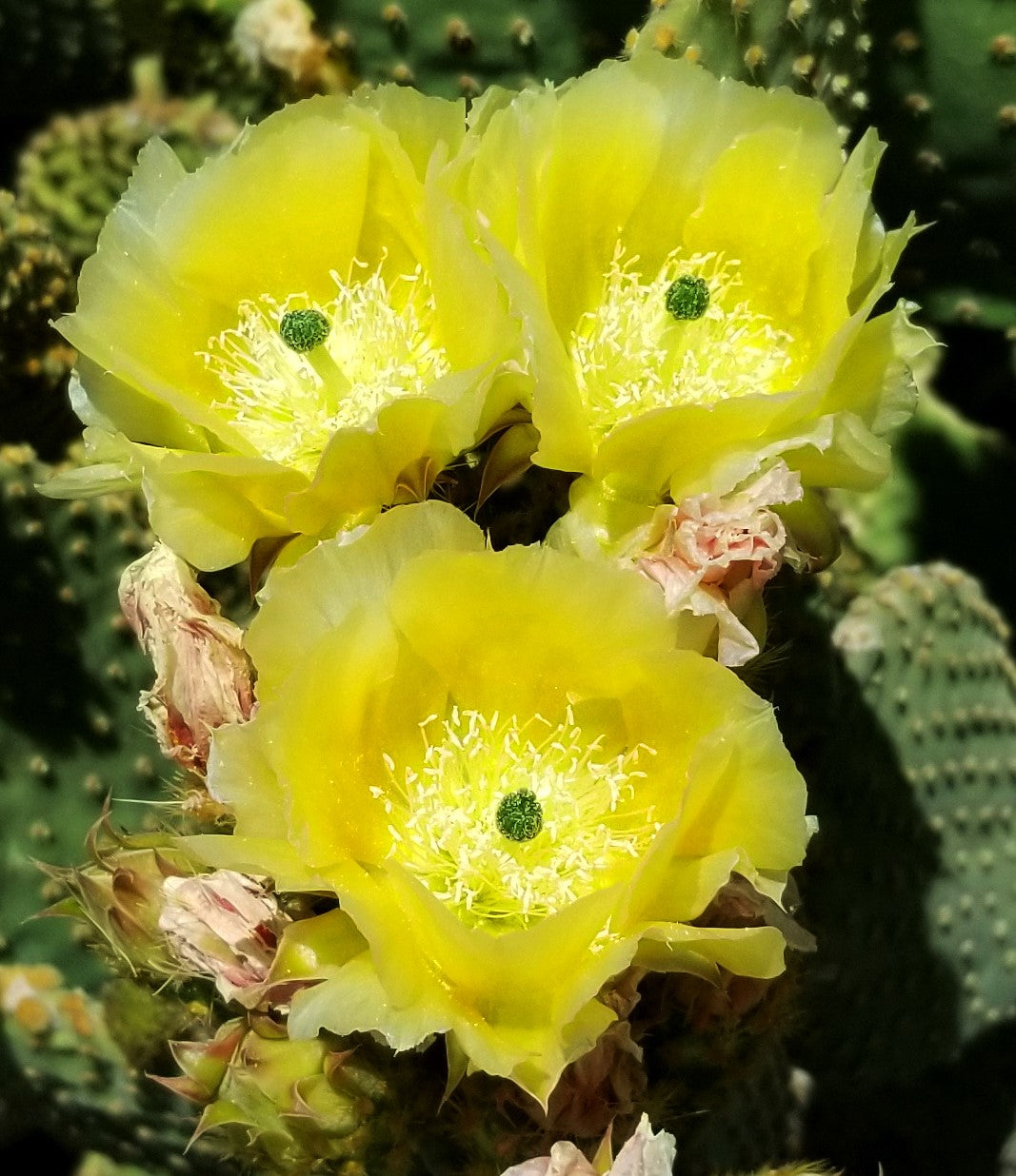 Opuntia Indica