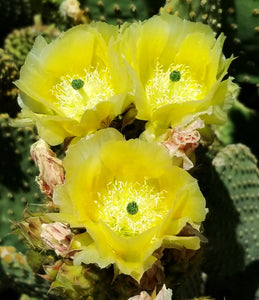 Opuntia Indica