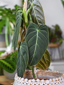 Philodendron Melanochrysum
