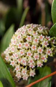 Hoya Parasitica D12