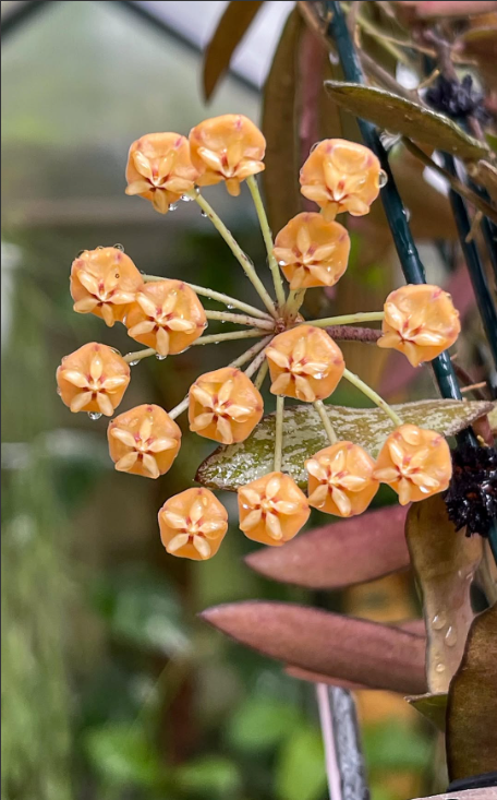 Hoya Sigilatis