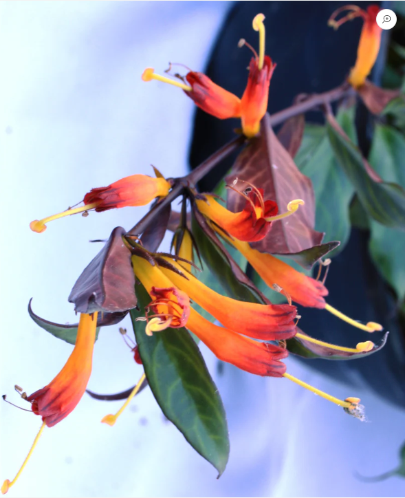 Aeschinanthus Marmoratus