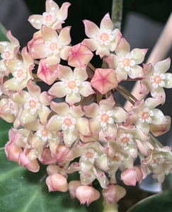 Pachet Hoya