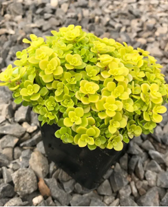 Sedum Makinoi Ogon