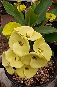 Euphorbia Milli Yellow