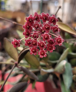 Hoya Burtoniae D15