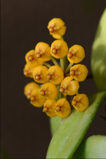 Hoya Puber (ex Hoya Picta)
