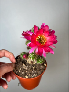 Chamaecereus Ubink Cherry