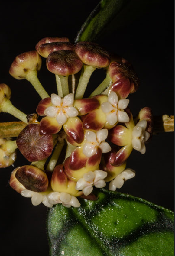 Hoya Callistophyla D12