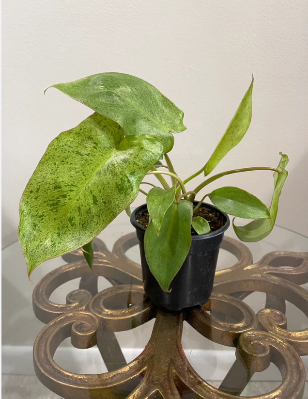 Philodendron Paraiso Verde