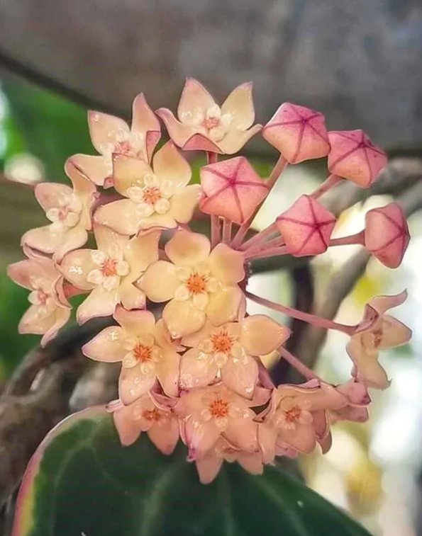 Pachet Hoya Krimson Queen+ Hoya Latifolia Albomarginata