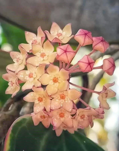 Pachet Hoya Krimson Queen+ Hoya Latifolia Albomarginata