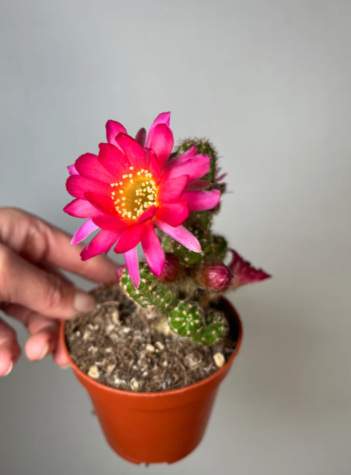 Chamaecereus Ubink Cherry
