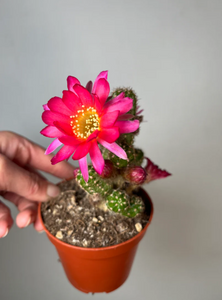 Chamaecereus Ubink Cherry
