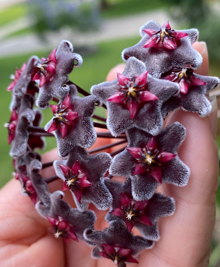 Hoya Pubicalyx Red Buttons