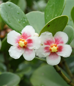 Clusia Rosea