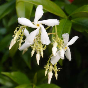 Trachelospermum Jasminoides White