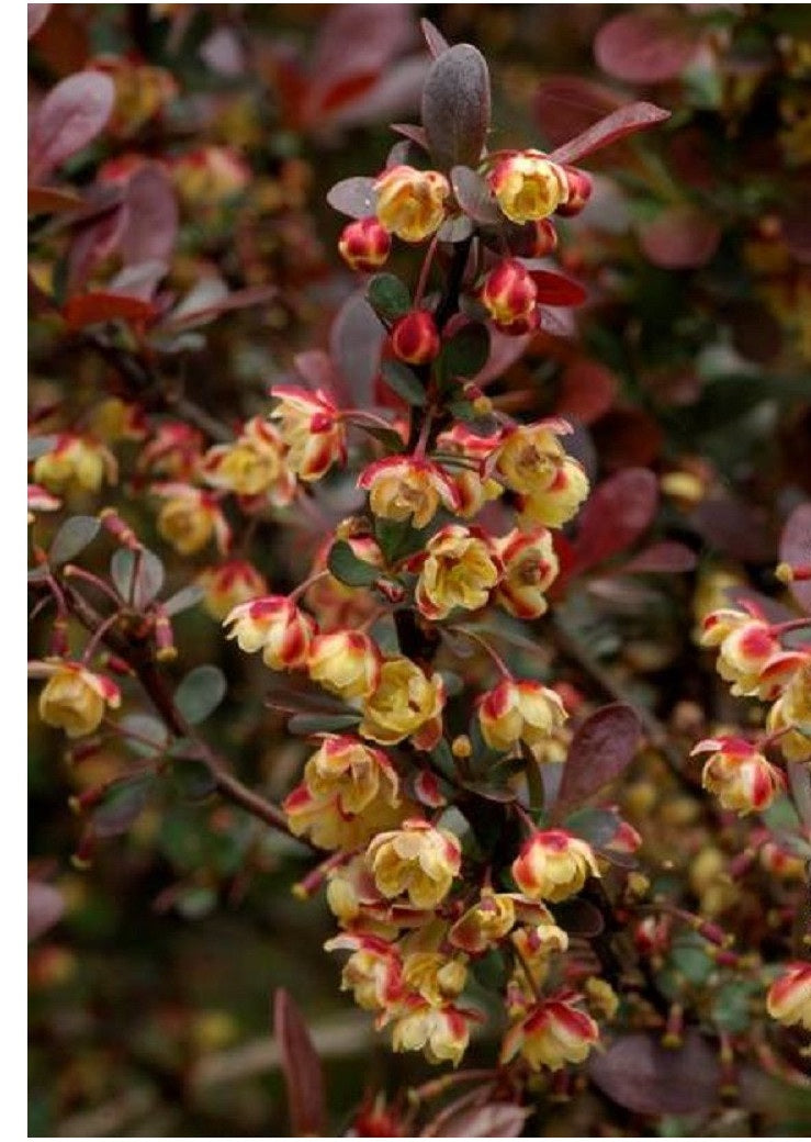 Berberis Atropurpurea