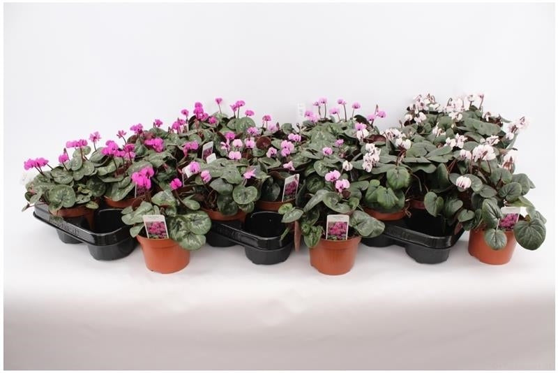 Cyclamen Coumm Pachet 2 bucati