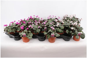 Cyclamen Coumm Pachet 2 bucati
