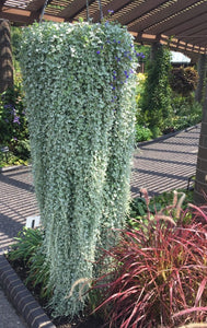 Dichondra Argentea Silver Falls