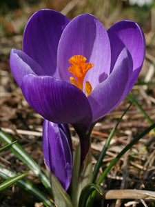 Crocus Flower Record