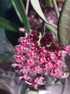 Hoya Rosita