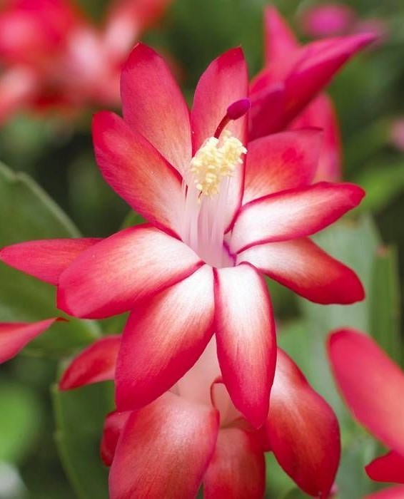 Schlumbergera/Cactusul Craciunului, rosu